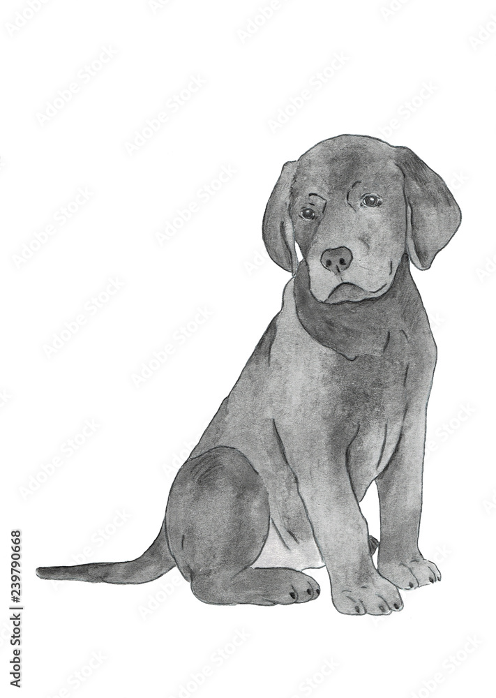 Fototapeta premium Watercolor illustration. Black labrador retriever puppy. Hand painting. Isolated on white background.