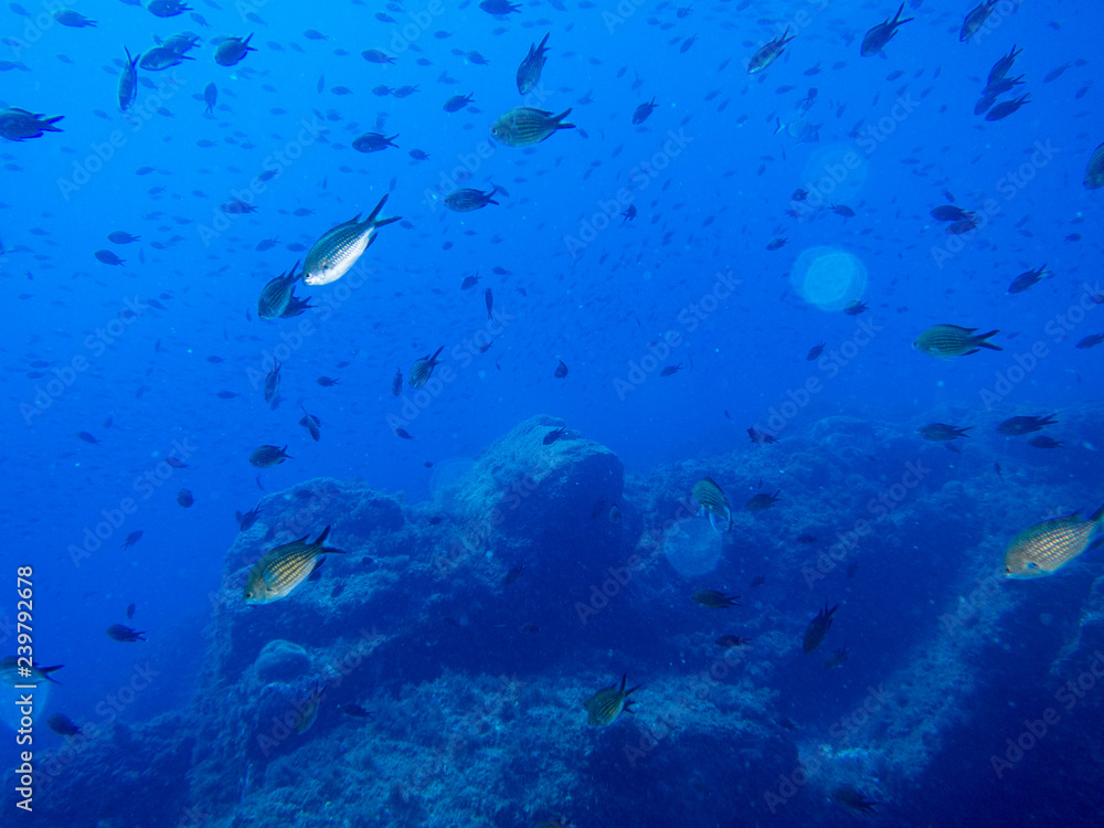 peces en el fondo marino