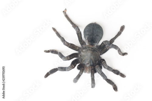 Close up of Chilean Rose Tarantula , Grammostola rosea