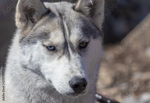 Portrait of a husky dog in nature © schankz