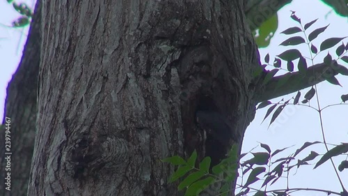 A Collared Falconet (Microhierax caerulescens) feeds it's young at dusk. Order: Falconiformes, Family: Falconidae, Genus: Microhierax, Species:	M. caerulescens.
