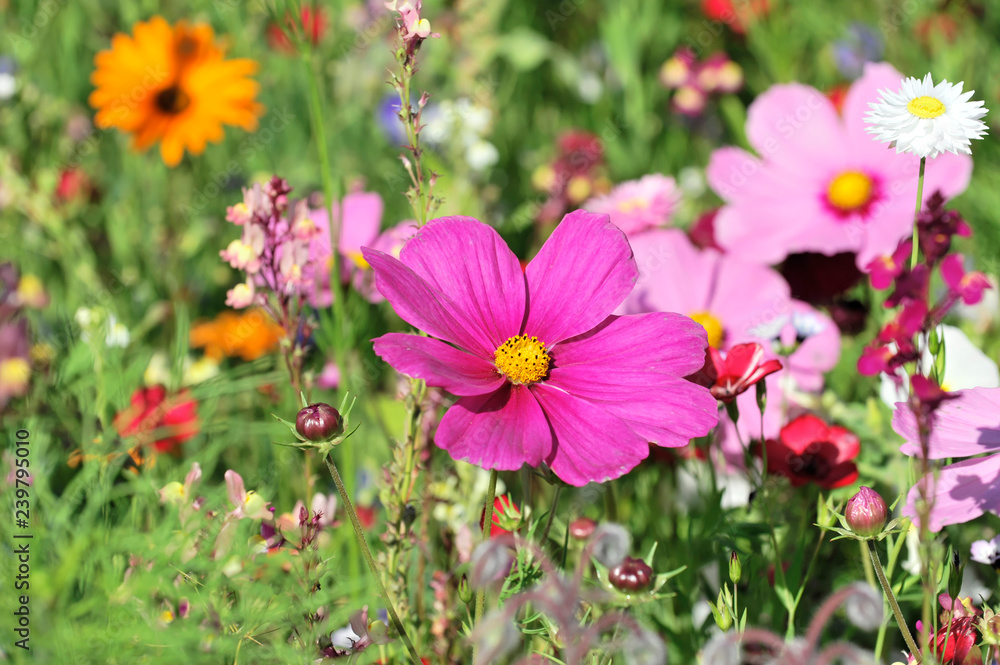 Stockfoto med beskrivningen Schmuckkörbchen, Fiederblättrige