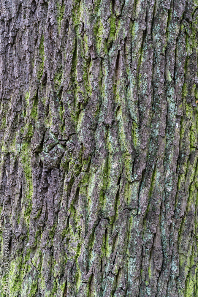 Colorful bark of tree Colorful bark of tree