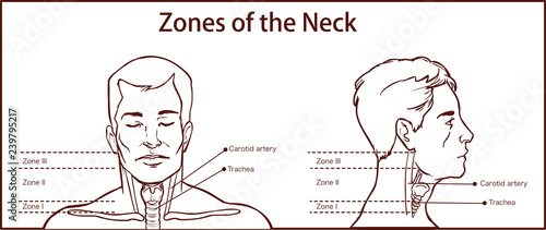 Zones of the Neck Vector İllustration