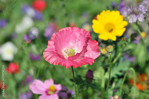 Blumenwiese mit Klatschmohn, Klatsch-Mohn (Papaver rhoeas), Kornblumen (Centaurea cyanus), Schwäbisch Gmünd, Baden-Württemberg, Deutschland, Europa