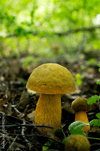 Dubovik mushroom in the forest