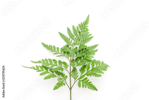 tropical leaves on white background