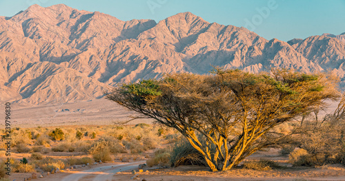 Savannah valley of Arava with tropical acacia tree, Jordanian mountains as background photo