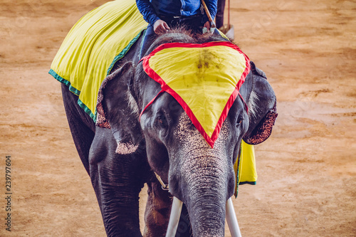 Sticker Closeup of an elephant during an elephant show in Thailand.