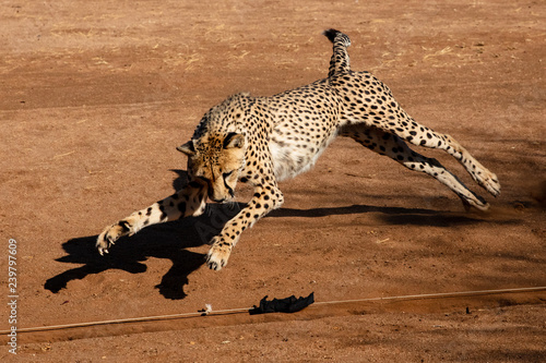 Cheetah Pouncing on lure