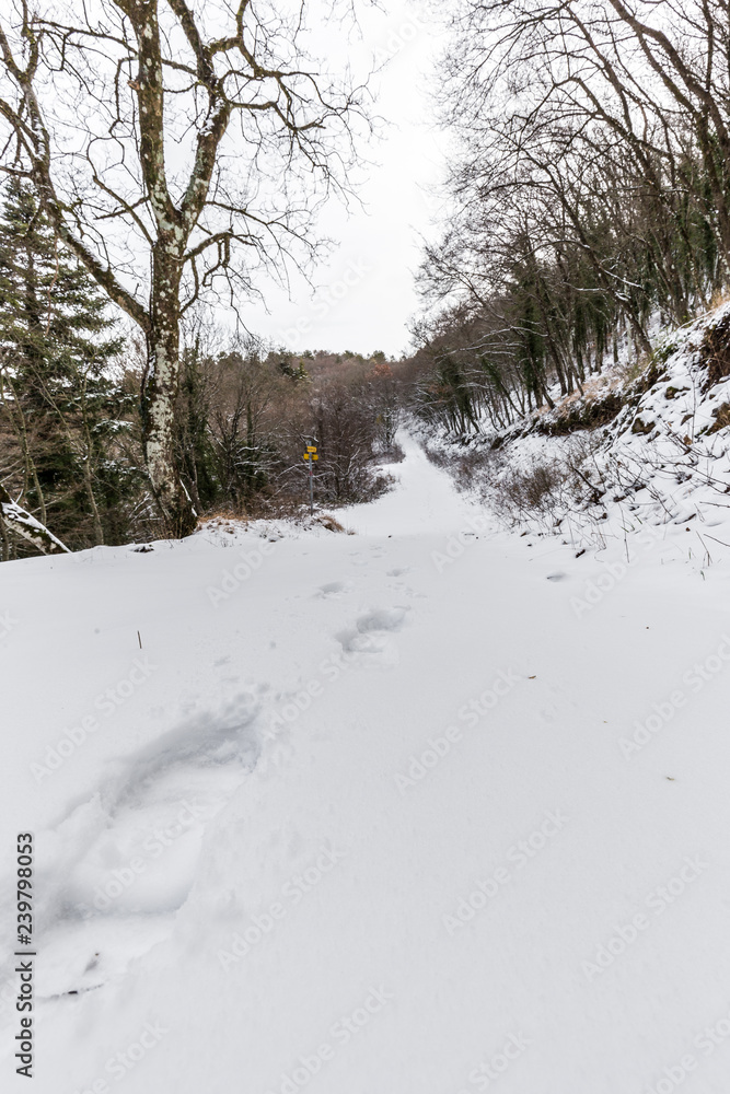 A path in the middle of woods covered by snow, with footsteps in the foreground A path in the middle of woods covered by snow, with footsteps in the foreground