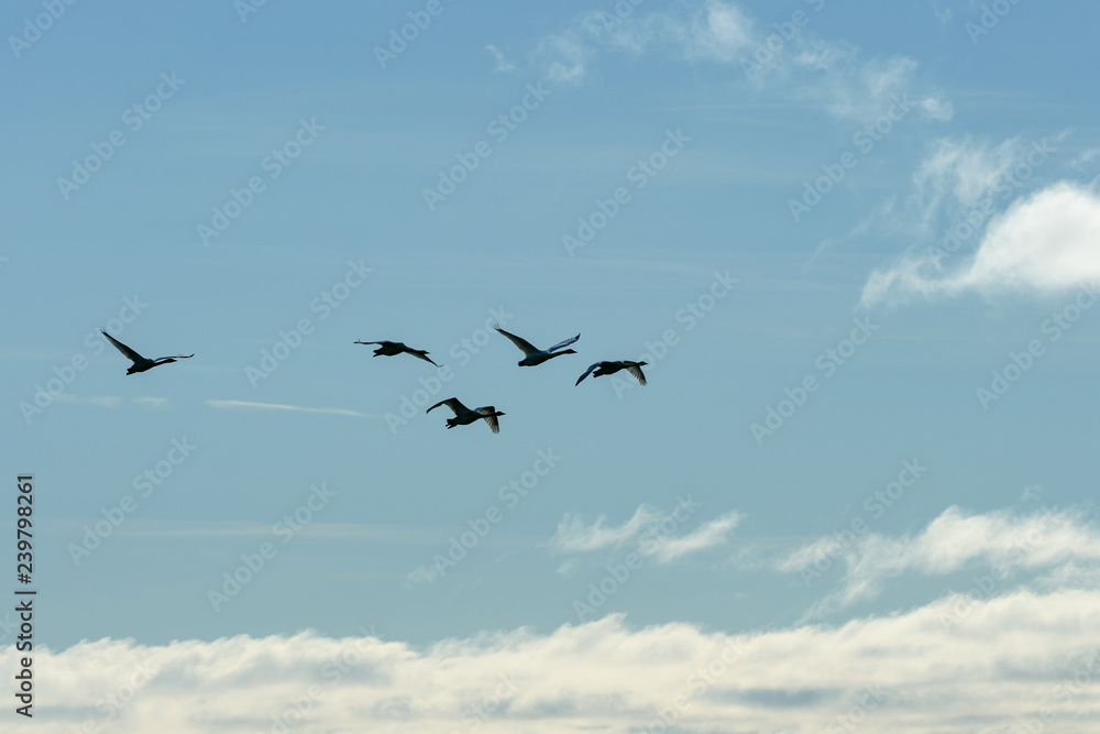 Silhouettes of a group of whopper swans