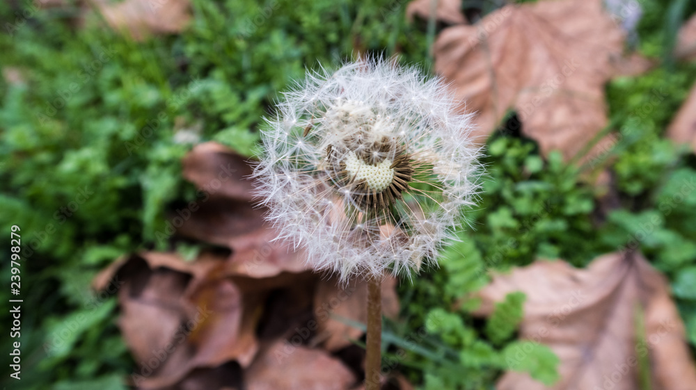 dandelion in the forest