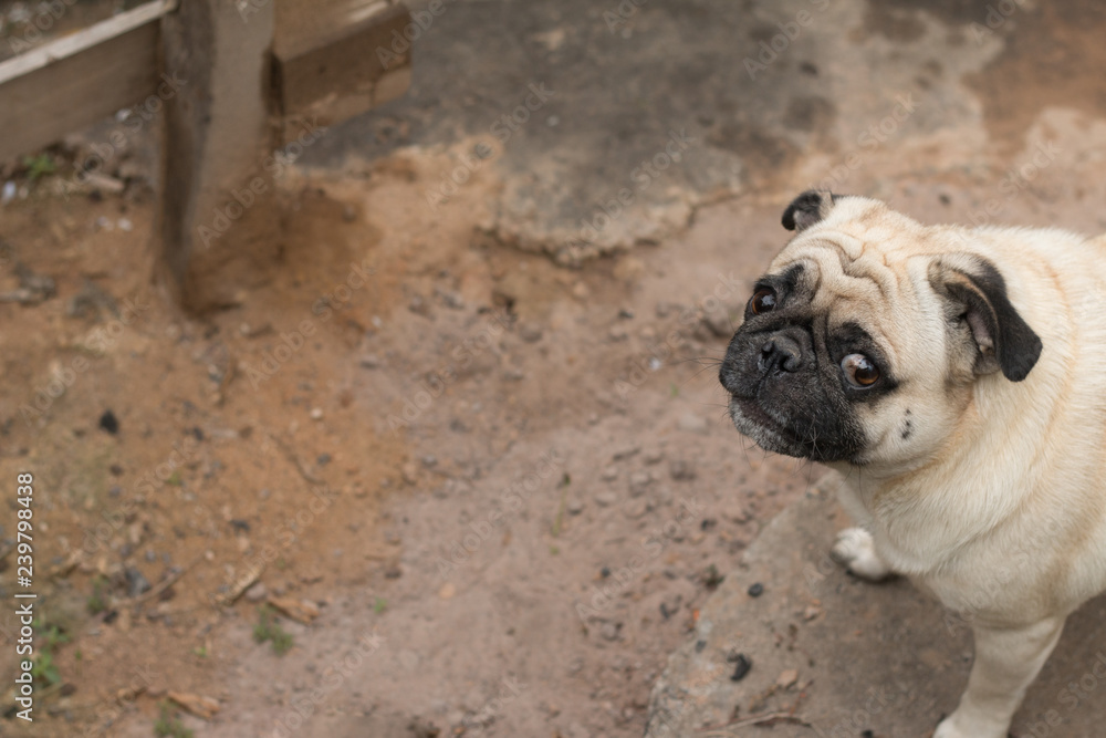 Obraz premium Close up of cute dog pug