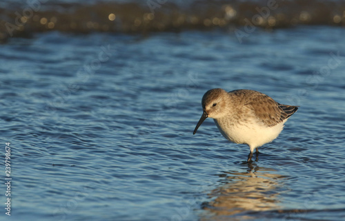A stunning Dunlin (Calidris alpina) searching for food along the shoreline at high tide 
