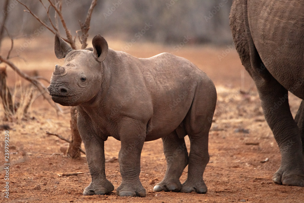 Fototapeta premium Baby Black Rhino