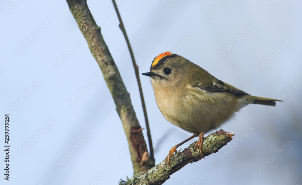 Obraz premium A cute Goldcrest (Regulus regulus) perching on a branch of a tree.