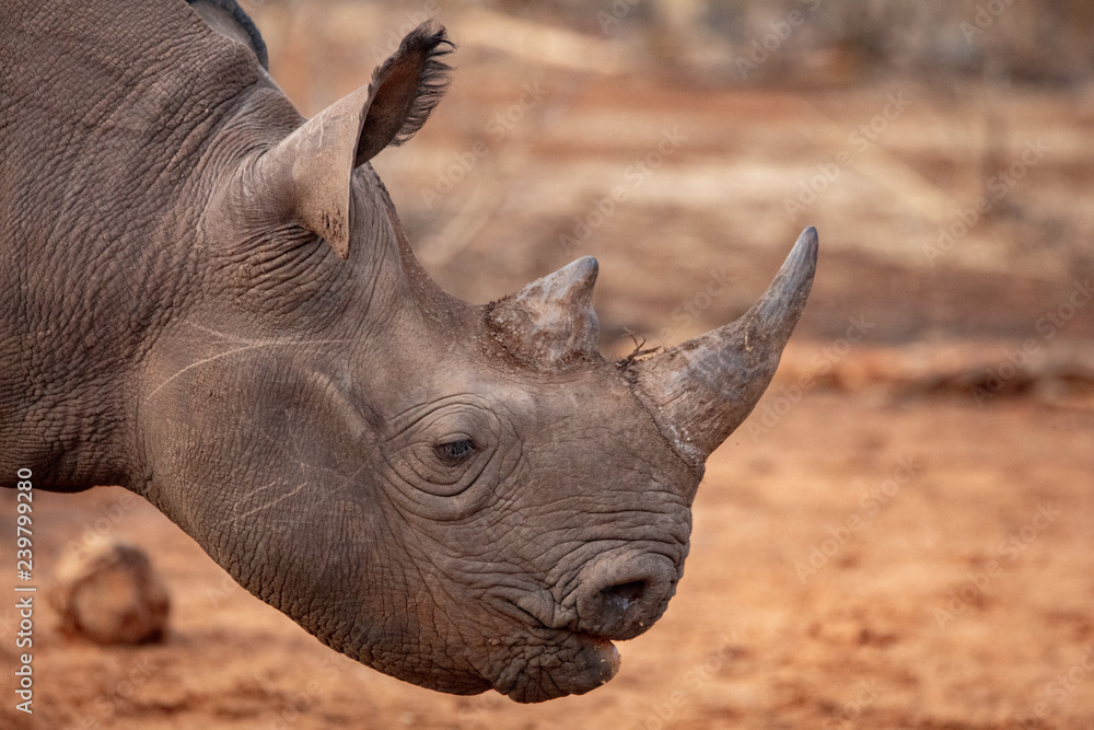 Obraz premium Black Rhino Close Up