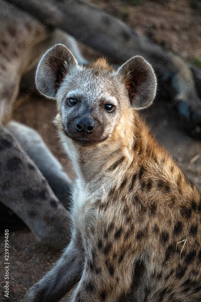 Spotted Hyena Pup Spotted Hyena Pup