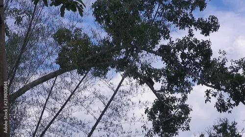A troop of Stumptail Monkeys ( Macaca Arctoides ) move off across the jungle canopy at dusk.
