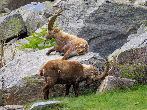 stambecchi nel parco nazionale del Gran Paradiso 