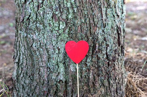 Heart from a red paper on a bark background. photo