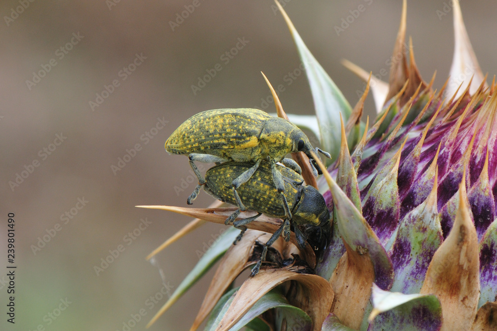 Larinus sturnus; Curculionidae; Rüsselkäfer Stock Photo Adobe Stock