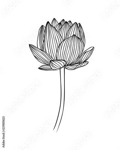 Linear lotus flower. Water lily vector illustration
