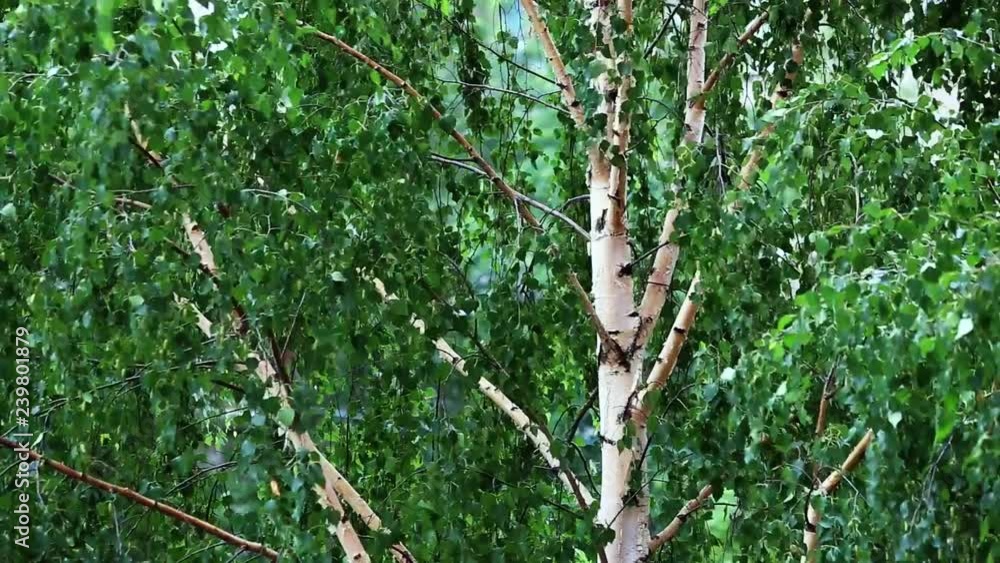 Birch. White trunk of a birch and green foliage. The leaves are in the wind. Birch. White trunk of a birch and green foliage. The leaves are in the wind.
