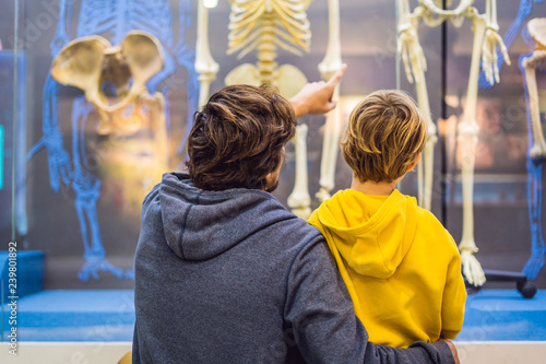 Dad and son are watching the skeletons of ancient and modern people. Human evolution is the evolutionary process that led to the emergence of anatomically modern humans
