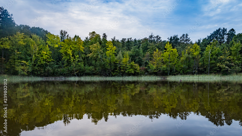 lake in the forest