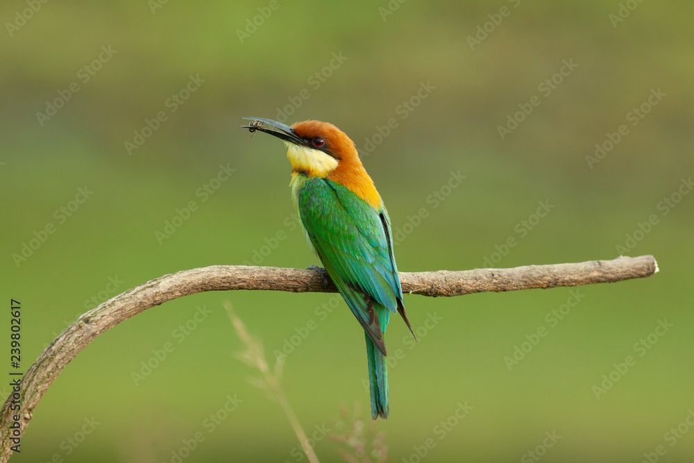 chestnut-headed bee-eater. Merops leschenaulti, or bay-headed bee-eater, is a near passerine bird in bee-eater family Meropidae. It is a resident breeder in Indian subcontinent &adjoinining regions chestnut-headed bee-eater. Merops leschenaulti, or bay-headed bee-eater, is a near passerine bird in bee-eater family Meropidae. It is a resident breeder in Indian subcontinent &adjoinining regions