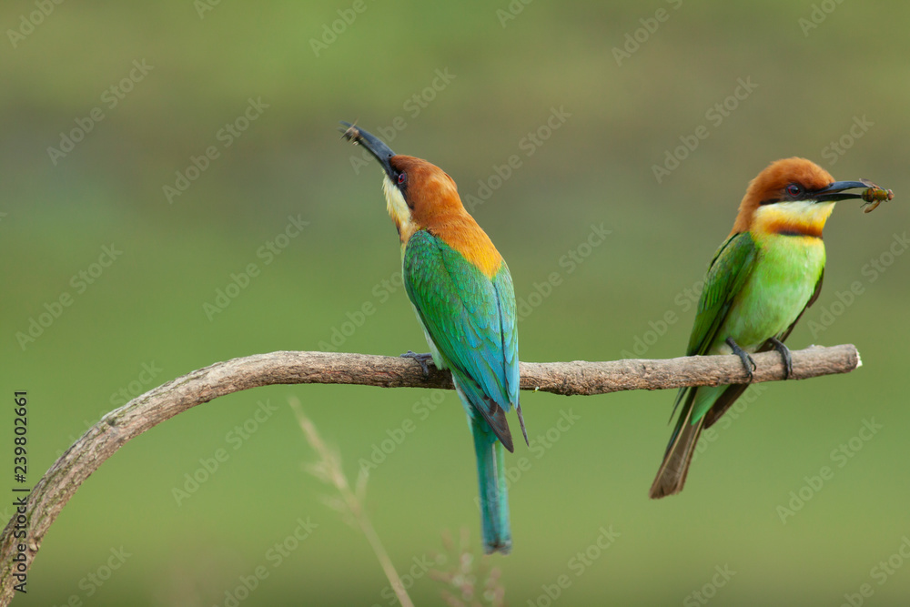 Obraz premium chestnut-headed bee-eater. Merops leschenaulti, or bay-headed bee-eater, is a near passerine bird in bee-eater family Meropidae. It is a resident breeder in Indian subcontinent &adjoinining regions 