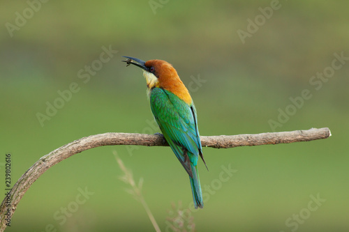 chestnut-headed bee-eater. Merops leschenaulti, or bay-headed bee-eater, is a near passerine bird in bee-eater family Meropidae. It is a resident breeder in Indian subcontinent &adjoinining regions 