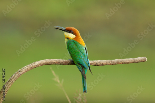 chestnut-headed bee-eater. Merops leschenaulti, or bay-headed bee-eater, is a near passerine bird in bee-eater family Meropidae. It is a resident breeder in Indian subcontinent &adjoinining regions 