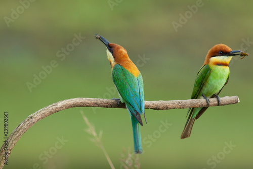 chestnut-headed bee-eater. Merops leschenaulti, or bay-headed bee-eater, is a near passerine bird in bee-eater family Meropidae. It is a resident breeder in Indian subcontinent &adjoinining regions 