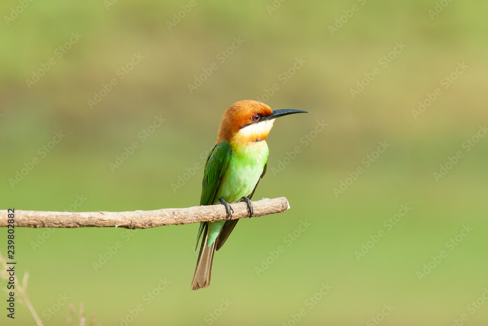 Obraz premium chestnut-headed bee-eater. Merops leschenaulti, or bay-headed bee-eater, is a near passerine bird in bee-eater family Meropidae. It is a resident breeder in Indian subcontinent &adjoinining regions 