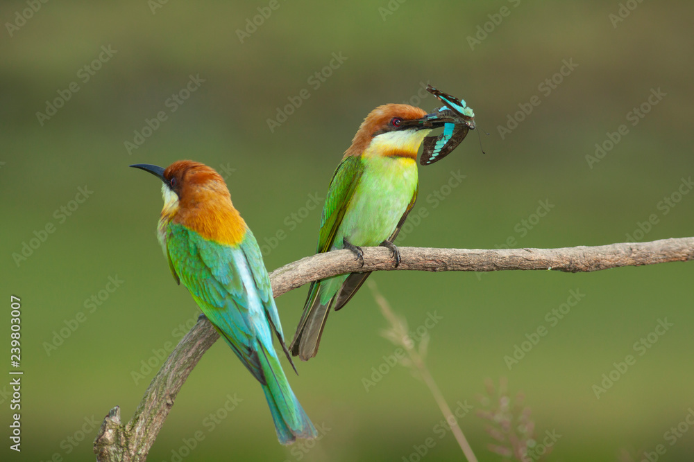 Fototapeta premium chestnut-headed bee-eater. Merops leschenaulti, or bay-headed bee-eater, is a near passerine bird in the bee-eater family Meropidae. It is a resident breeder in Indian subcontinent &adjoining regiion
