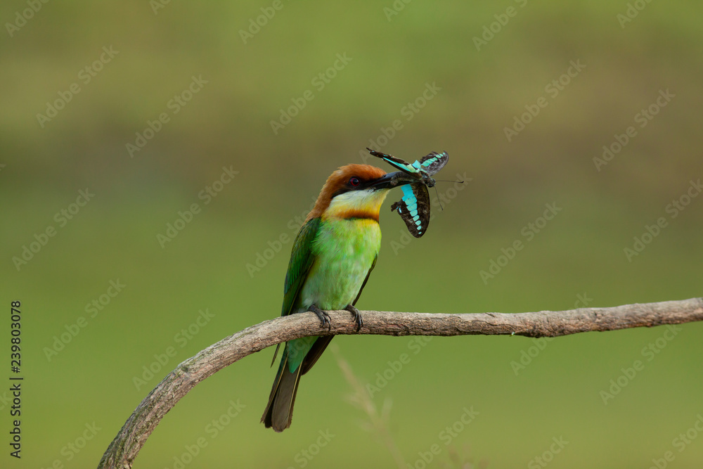 chestnut-headed bee-eater. Merops leschenaulti, or bay-headed bee-eater, is a near passerine bird in the bee-eater family Meropidae. It is a resident breeder in Indian subcontinent &adjoining regiion chestnut-headed bee-eater. Merops leschenaulti, or bay-headed bee-eater, is a near passerine bird in the bee-eater family Meropidae. It is a resident breeder in Indian subcontinent &adjoining regiion