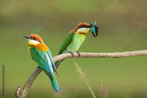 Obraz na plátne chestnut-headed bee-eater