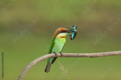 chestnut-headed bee-eater. Merops leschenaulti, or bay-headed bee-eater, is a near passerine bird in the bee-eater family Meropidae. It is a resident breeder in  Indian subcontinent &adjoining regiion photo