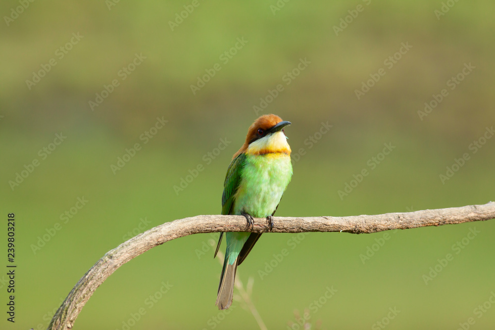 Obraz premium chestnut-headed bee-eater. Merops leschenaulti, or bay-headed bee-eater, is a near passerine bird in the bee-eater family Meropidae. It is a resident breeder in Indian subcontinent &adjoining regiion