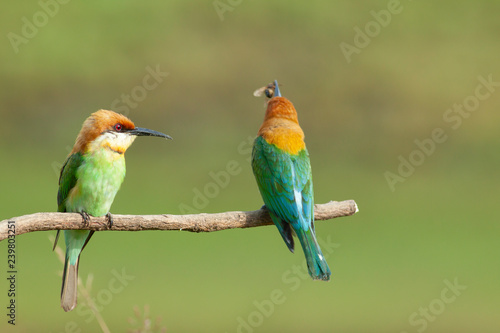 chestnut-headed bee-eater. Merops leschenaulti, or bay-headed bee-eater, is a near passerine bird in the bee-eater family Meropidae. It is a resident breeder in  Indian subcontinent &adjoining regiion © Supaluk