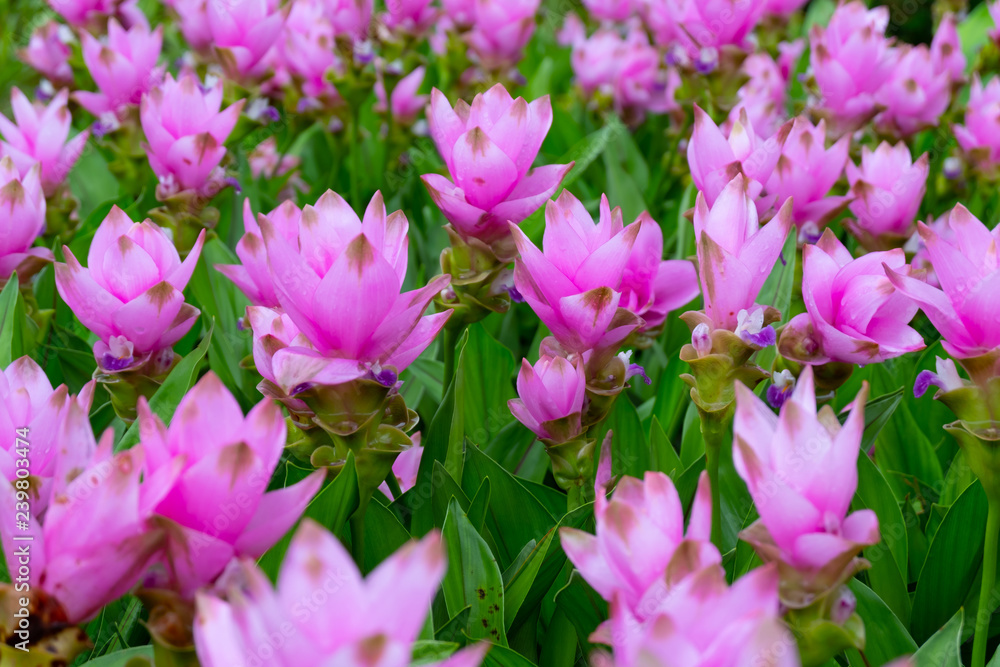 Pink Siam Tulip or Krachai flower field blooming background at Thailand Pink Siam Tulip or Krachai flower field blooming background at Thailand