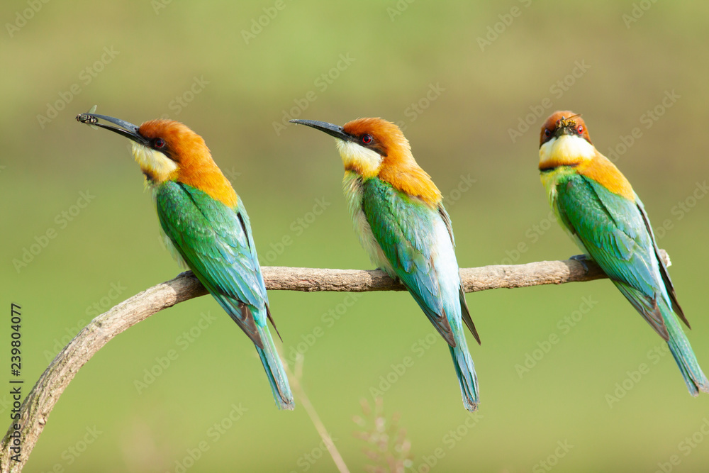 Obraz premium chestnut-headed bee-eater. Merops leschenaulti, or bay-headed bee-eater, is a near passerine bird in the bee-eater family Meropidae. It is a resident breeder in Indian subcontinent &adjoining regiion