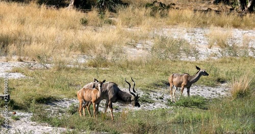 drinking male of Kudu antelope, Bwabwata national Park, Caprivi Namibia. Wildlife safari Africa photo