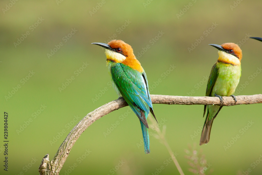 Fototapeta premium chestnut-headed bee-eater. Merops leschenaulti, or bay-headed bee-eater, is a near passerine bird in the bee-eater family Meropidae. It is a resident breeder in Indian subcontinent &adjoining regiion