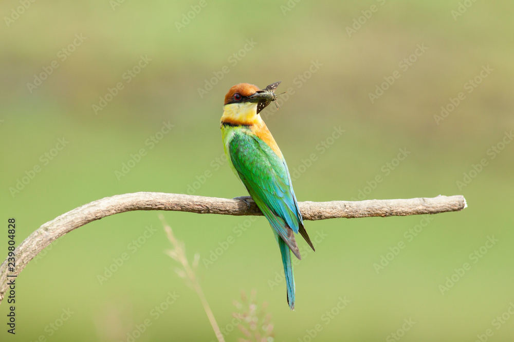 chestnut-headed bee-eater. Merops leschenaulti, or bay-headed bee-eater, is a near passerine bird in the bee-eater family Meropidae. It is a resident breeder in Indian subcontinent &adjoining regiion chestnut-headed bee-eater. Merops leschenaulti, or bay-headed bee-eater, is a near passerine bird in the bee-eater family Meropidae. It is a resident breeder in Indian subcontinent &adjoining regiion