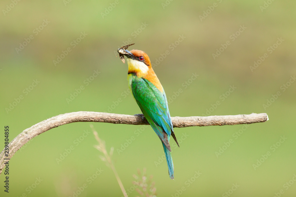 Fototapeta premium chestnut-headed bee-eater. Merops leschenaulti, or bay-headed bee-eater, is a near passerine bird in the bee-eater family Meropidae. It is a resident breeder in Indian subcontinent &adjoining regiion