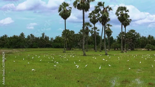 Egrets and Minor Birds feedf in a rice fiels while cattle feed in the background and Swifts fill the air above them.